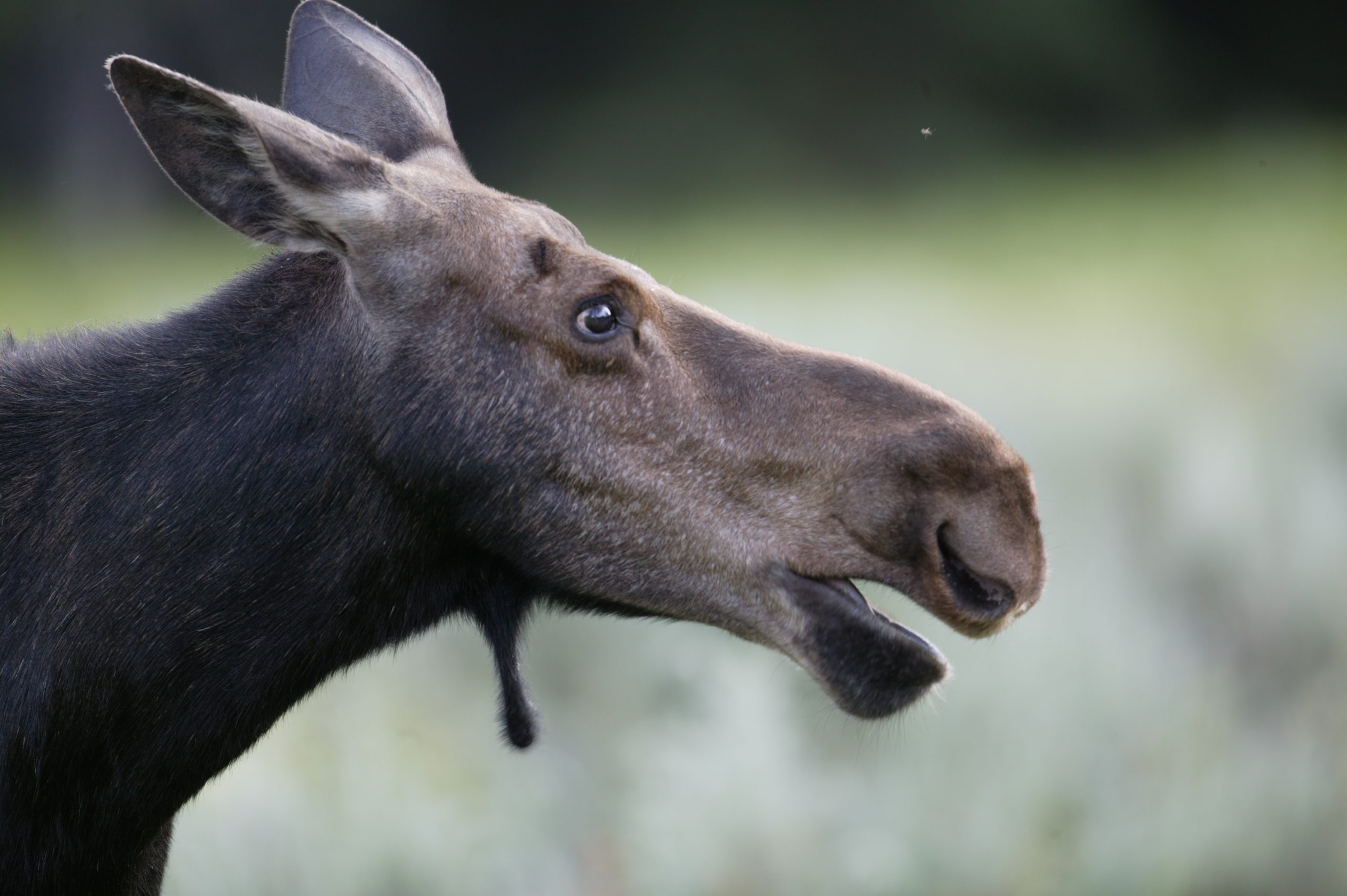 Home 40 915W5783 scaled