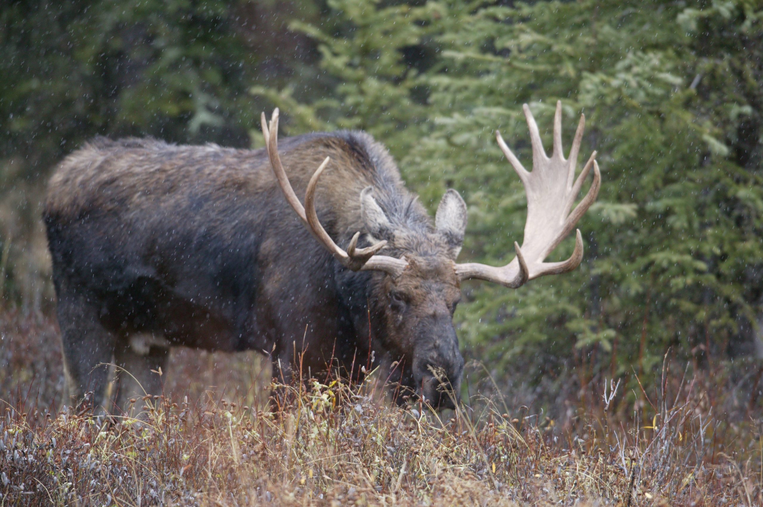 Home 32 915W6913 scaled