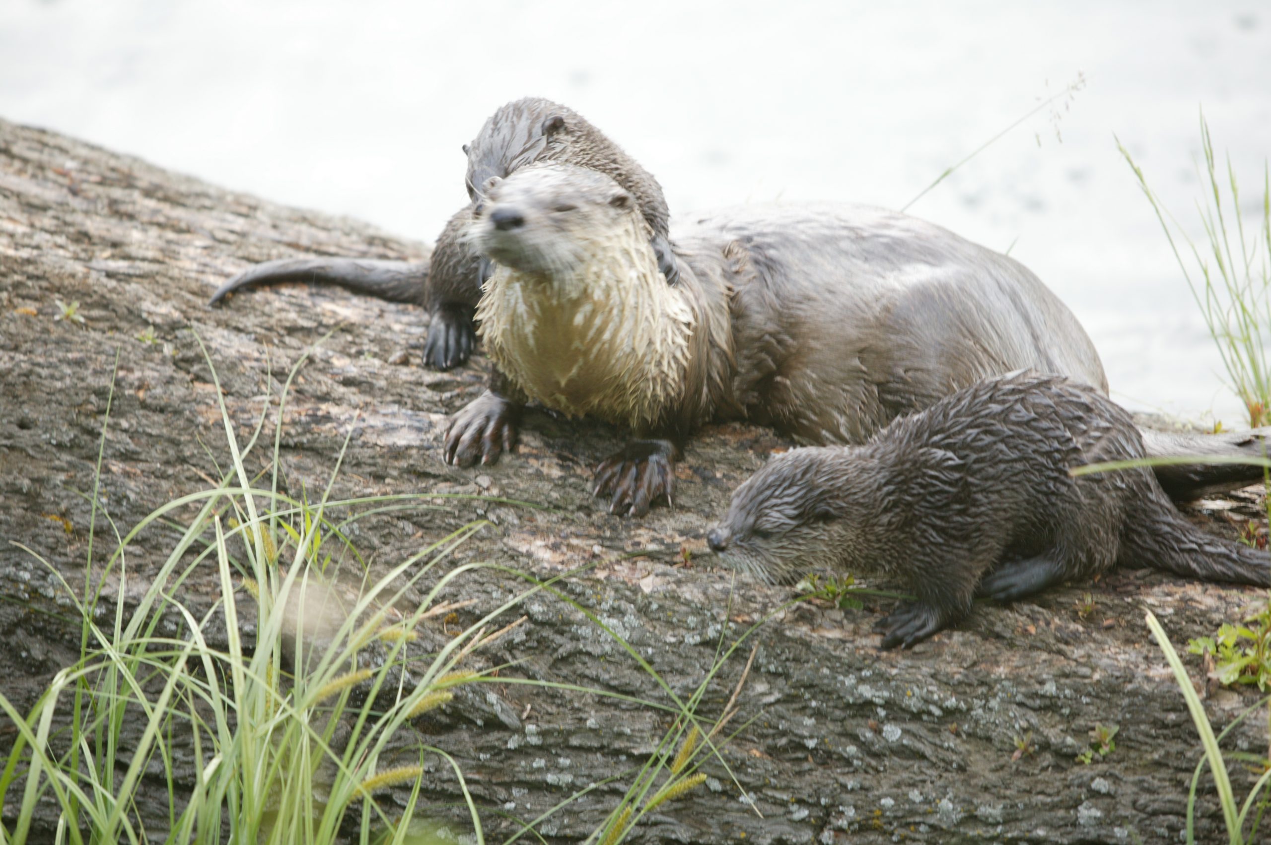 Home 35 915W8512 scaled