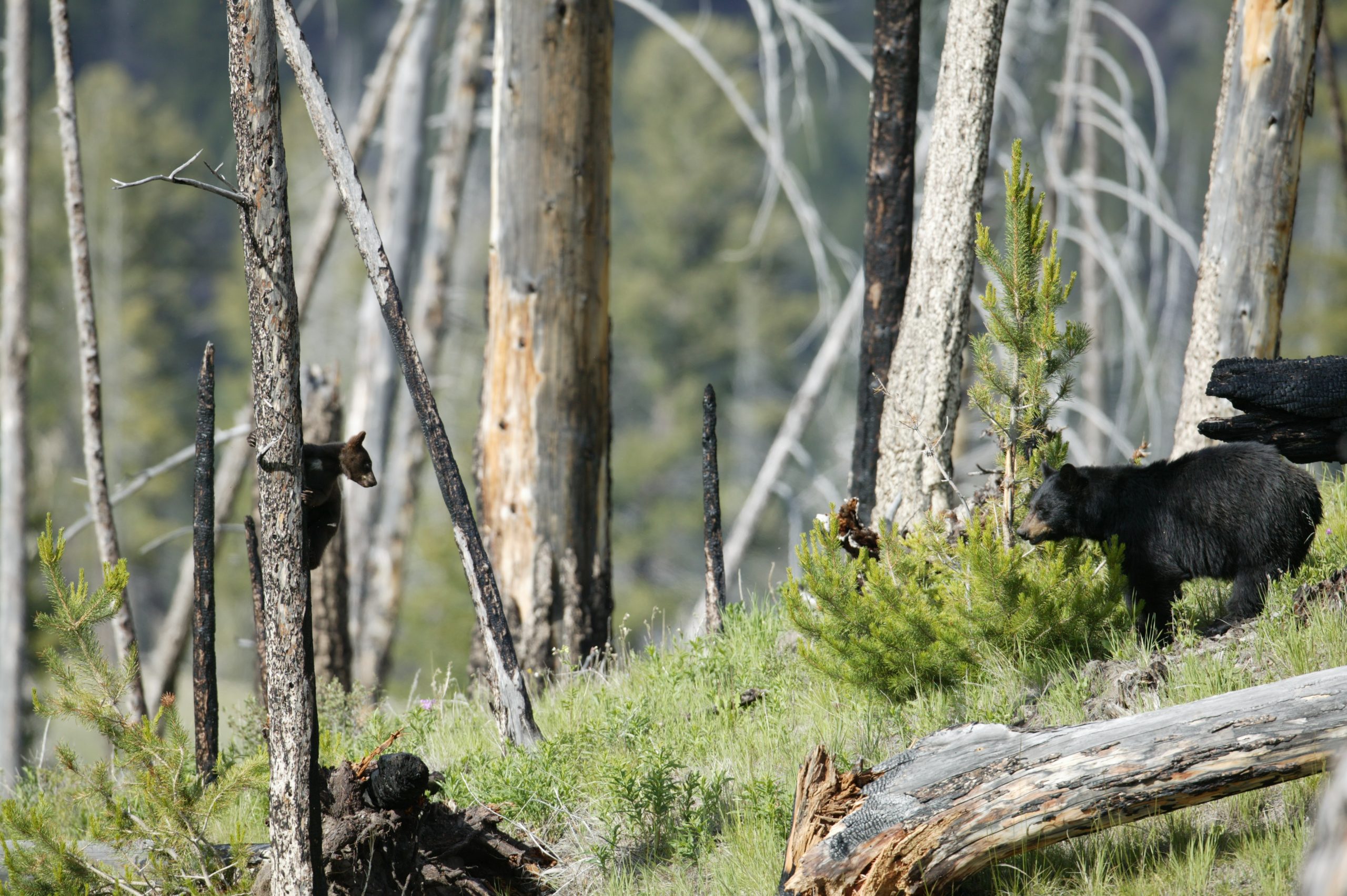 Home 12 915W5868 scaled