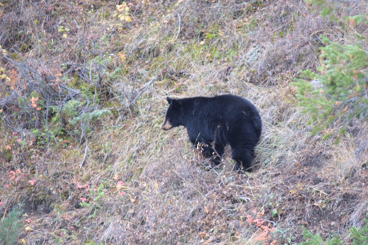 IMG 1971 e1634784839566