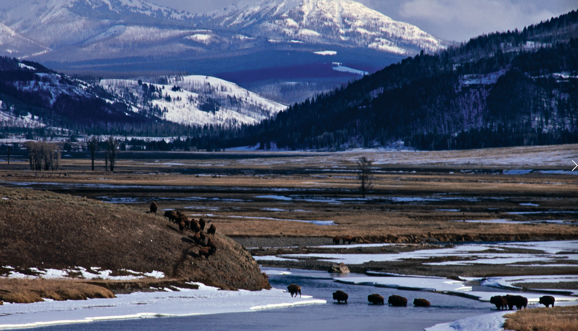 lamar valley winter